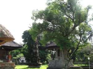 Read more about the article Flora dan Fauna Khas Bangka Belitung