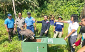 Read more about the article PT Timah-Alobi-KKH dan KSDA Sumsel Lepasliarkan Satwa di BIO