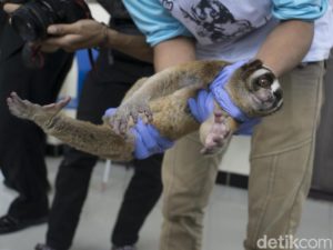 Read more about the article Kini Ada 919 Tumbuhan & Satwa di Indonesia Dilindungi Undang-Undang