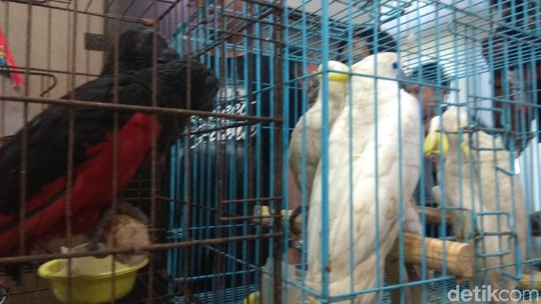 Read more about the article Pemerintah Perbarui Daftar Hewan Dilindungi, Ada Pleci dan Kenari