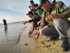 Read more about the article Pelepasliaran Tukik Sisik