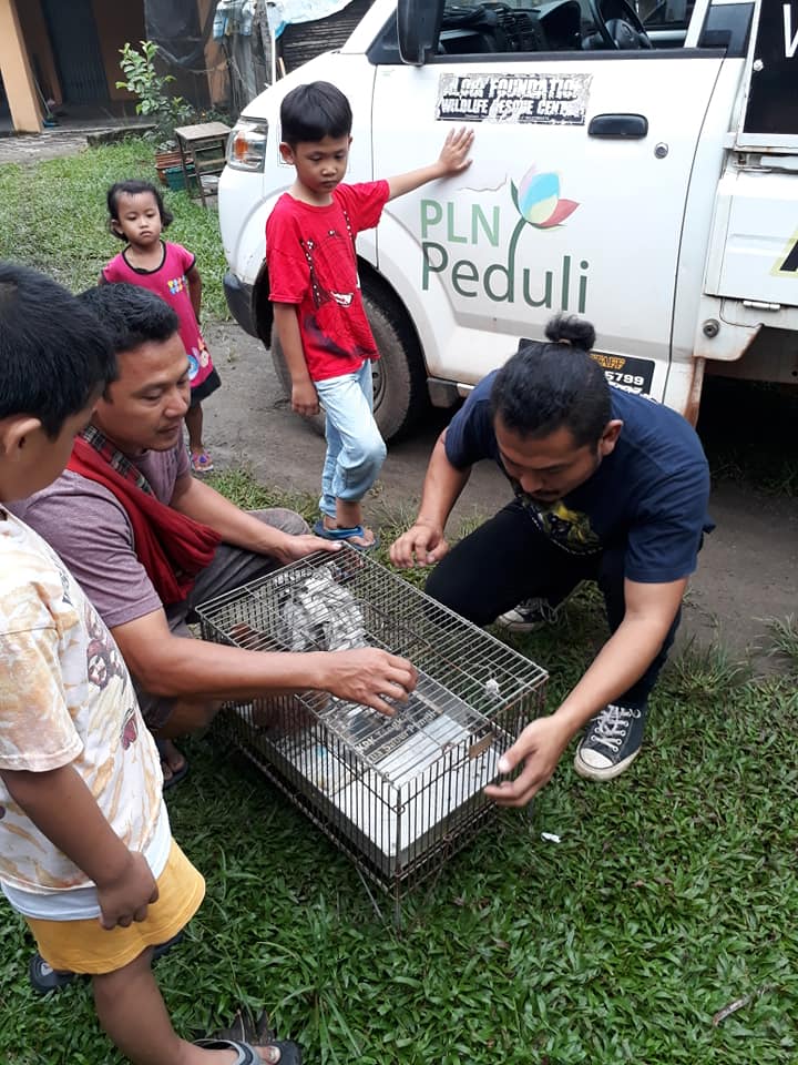 Read more about the article Penyerahan Hewan Dilindungi