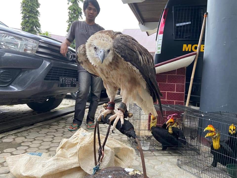 You are currently viewing Balai GAKKUM LHK Kalimantan Dan BKSDA Kaltim Gagalkan Perdagangan Daring Enam Ekor Burung Langka Dilindungi