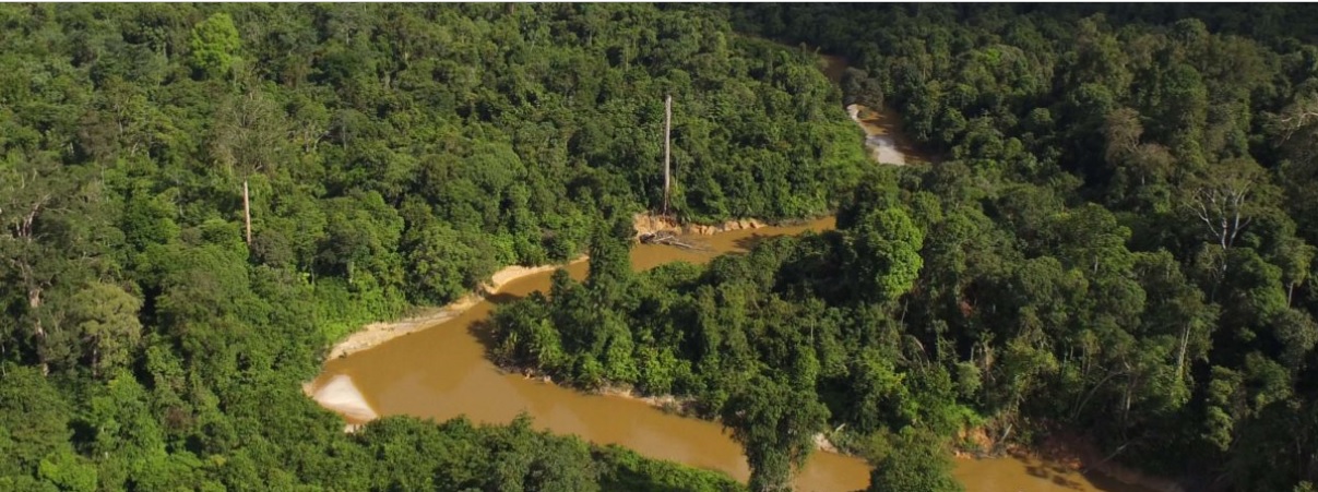 Read more about the article Izin Keluar, Puluhan Kilometer Hutan Harapan Bakal jadi Jalan Angkut Batubara