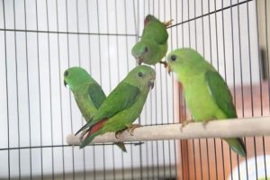 Read more about the article Dilindungi, Serindit Melayu Hasil Tangkapan Dilepas ke Habitat