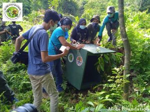 Read more about the article Peringati Hari Primata dengan melepasliarkan primata Pulau Bangka