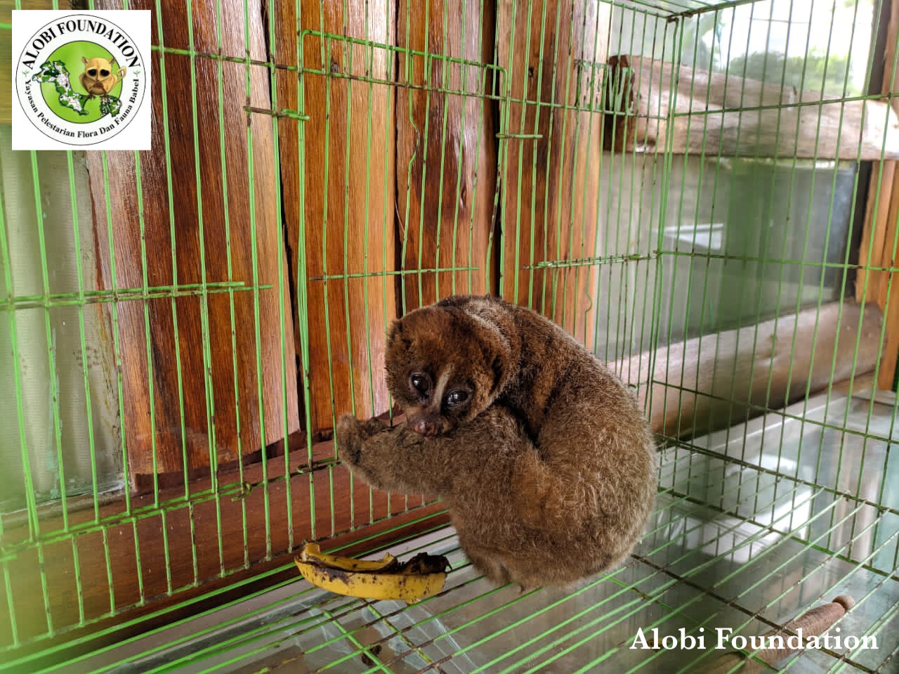 Read more about the article PPS Alobi Mendapat Titipan 1 Ekor Kukang