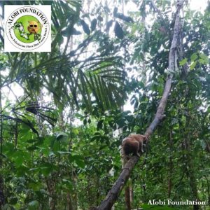 Read more about the article Alobi Foundation Kembali Lepasliarkan 2 Ekor Kukang