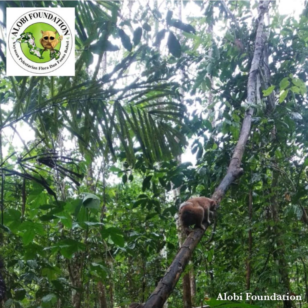 Read more about the article Alobi Foundation Kembali Lepasliarkan 2 Ekor Kukang