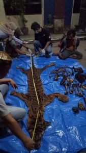 Read more about the article KLHK Tangkap Penjual Kulit dan Tulang Harimau Sumatera di Bengkulu