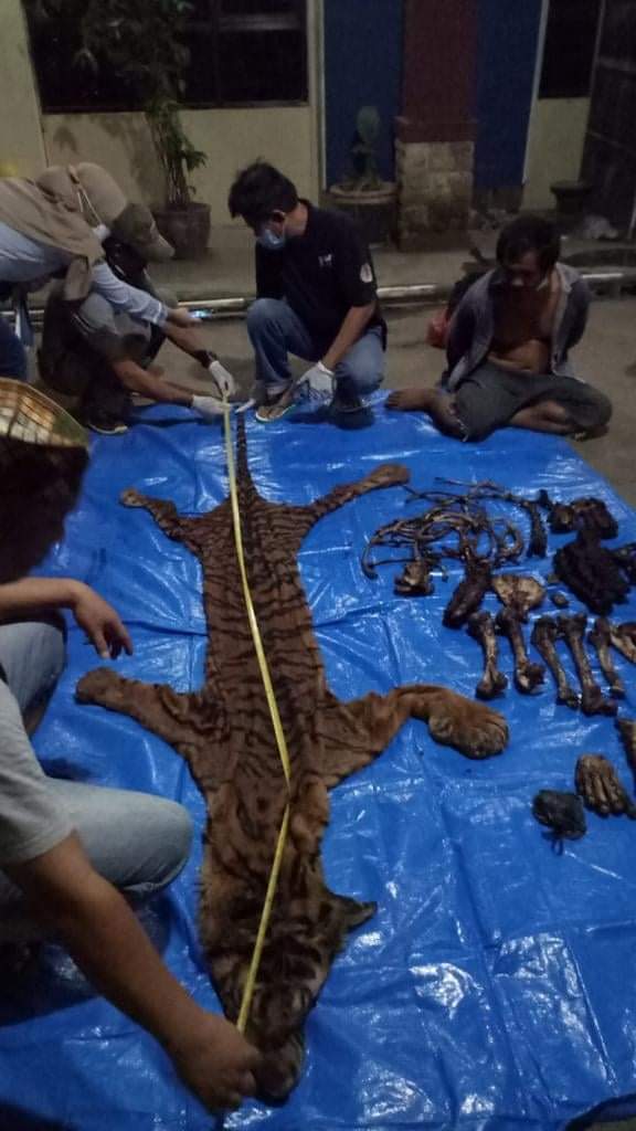 You are currently viewing KLHK Tangkap Penjual Kulit dan Tulang Harimau Sumatera di Bengkulu