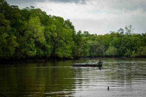 Read more about the article Mangrove di Bangka Belitung, Antara Pelestarian dan Ancaman Pembukaan Tambak