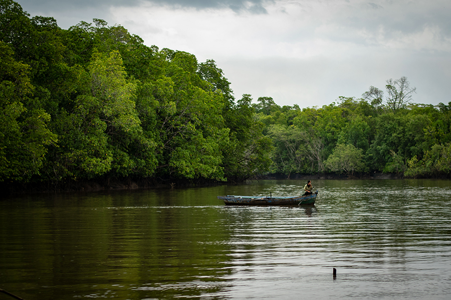 Read more about the article Mangrove di Bangka Belitung, Antara Pelestarian dan Ancaman Pembukaan Tambak