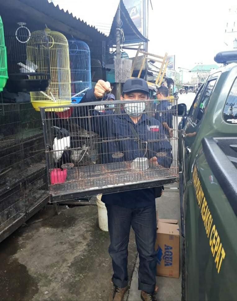 Read more about the article Balai Gakkum KLHK Wilayah Kalimantan Hentikan Perdagangan Ilegal Ratusan Burung dan Tetapkan 3 Tersangka