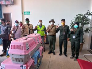 Read more about the article Balai KSDA Jakarta Translokasikan 13 Ekor Elang Dilindungi ke PPS Alobi Bangka Belitung