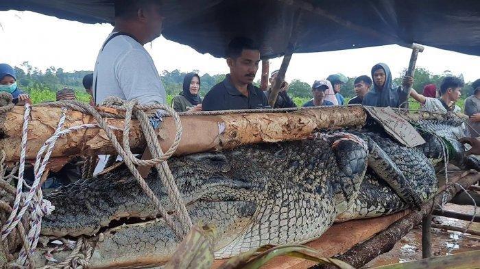 Read more about the article Breaking News : Jodiansyah Diterkam Buaya Kolong Bentaian Jaya Manggar, Sempat Ditolong sang Ayah