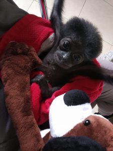 Read more about the article Bupati Badung Memelihara Bayi Owa Siamang dan Kini Diserahkan ke BKSDA