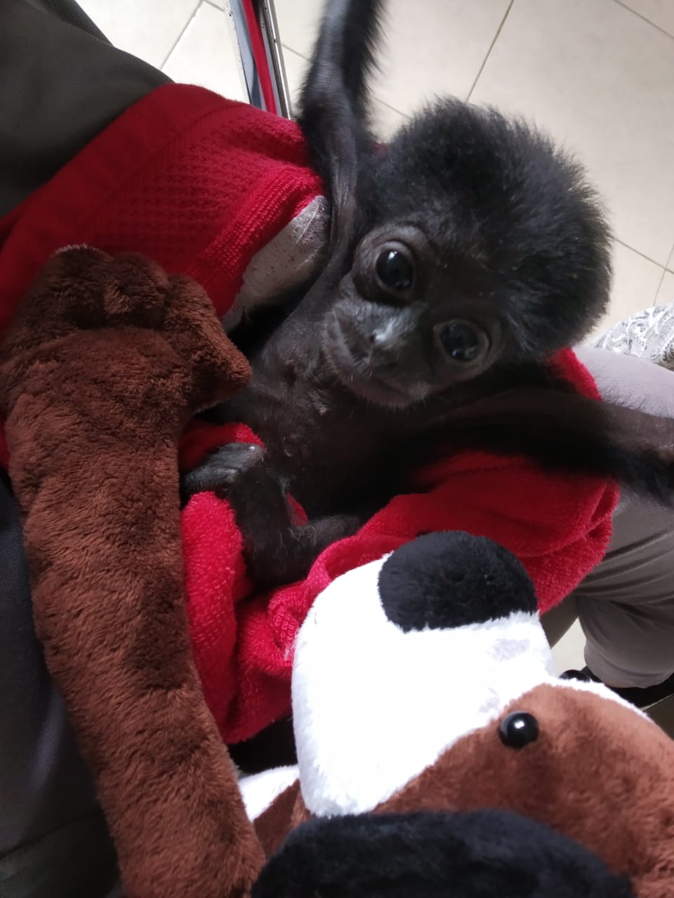 Read more about the article Bupati Badung Memelihara Bayi Owa Siamang dan Kini Diserahkan ke BKSDA