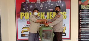 Read more about the article Tim DPC Alobi Foundation Bangka Barat Selamatkan 1 Ekor Trenggiling