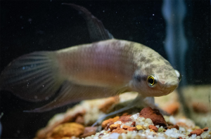 Read more about the article Nasib Ikan Cupang Endemik Bangka Belitung, Terancam Punah karena Habitat Rusak
