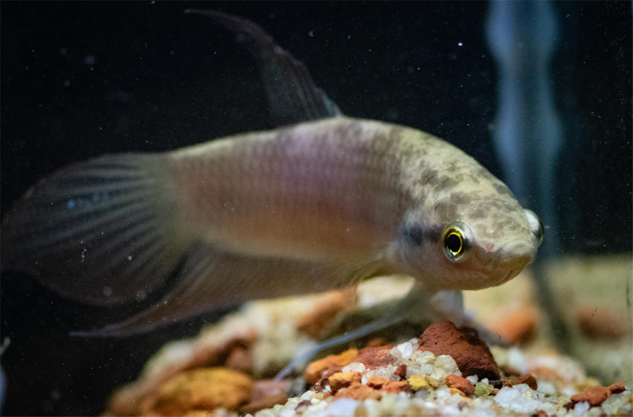 Read more about the article Nasib Ikan Cupang Endemik Bangka Belitung, Terancam Punah karena Habitat Rusak