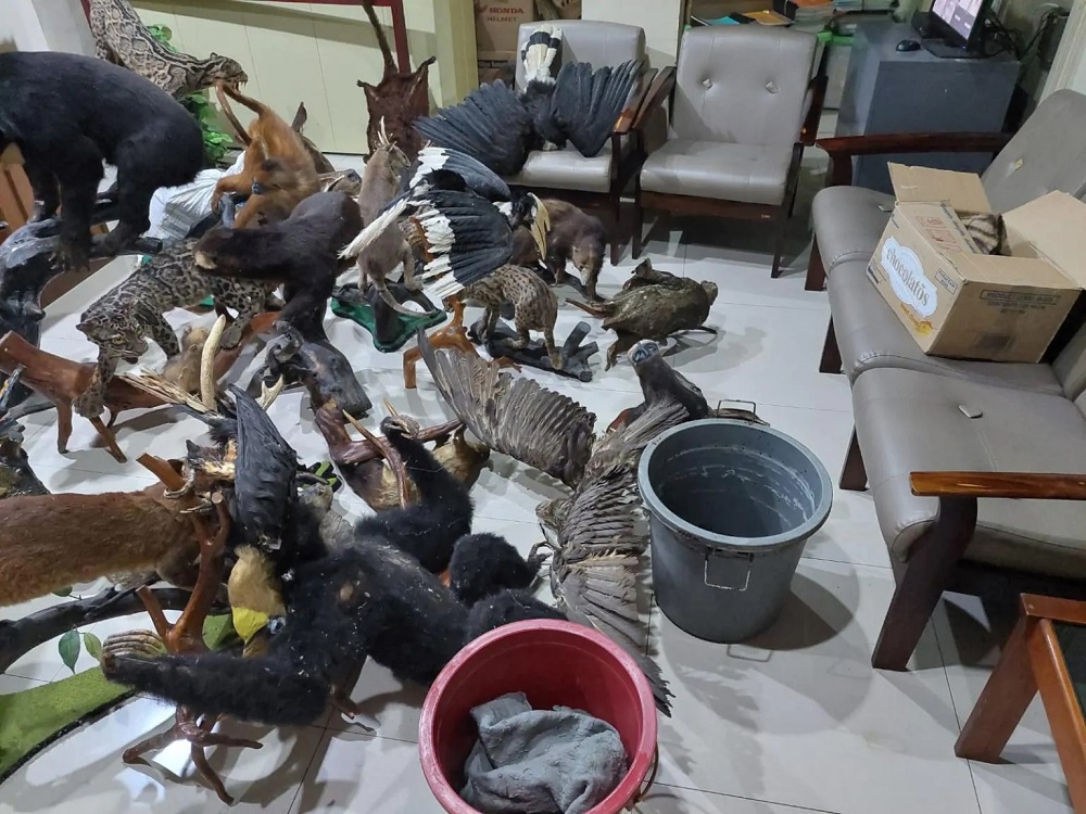 Read more about the article Awetkan Satwa Dilindungi, Pelaku Terancam Jeruji Besi