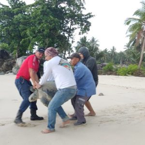 Read more about the article Alobi Foundation dan BKSDA Lakukan Pelepasliaran Penyu