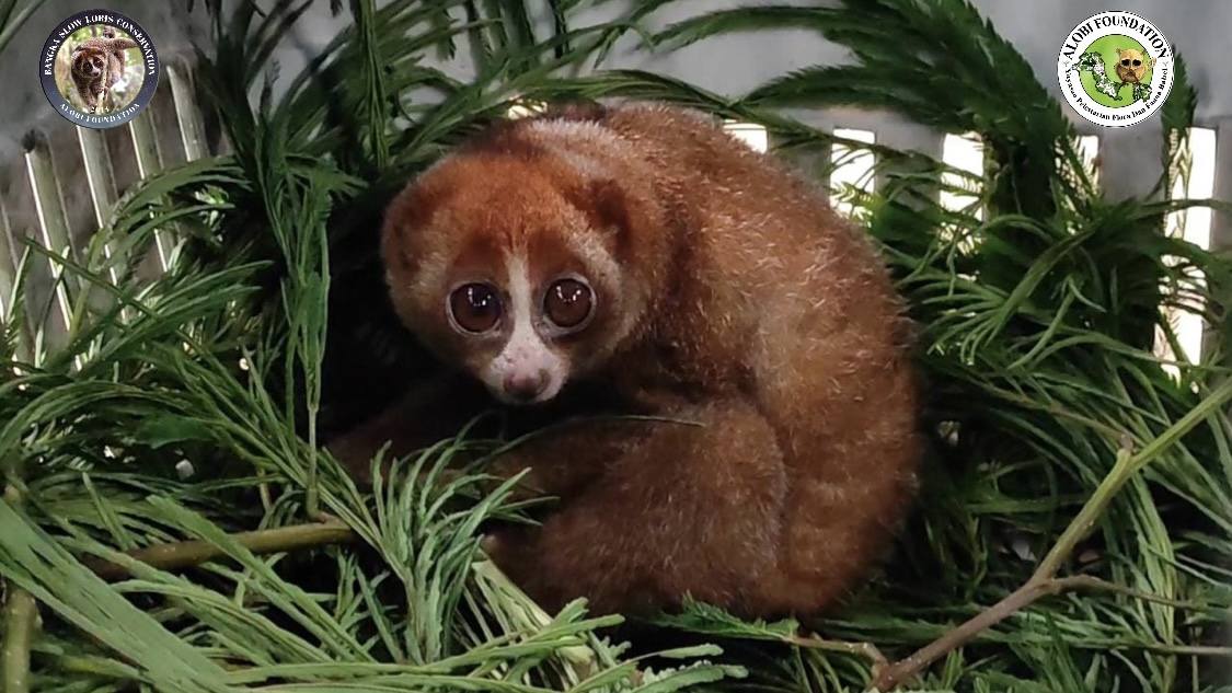 Read more about the article Another Rescued Bangka Slow Loris Successfully Released Back to Nature by Alobi Foundation