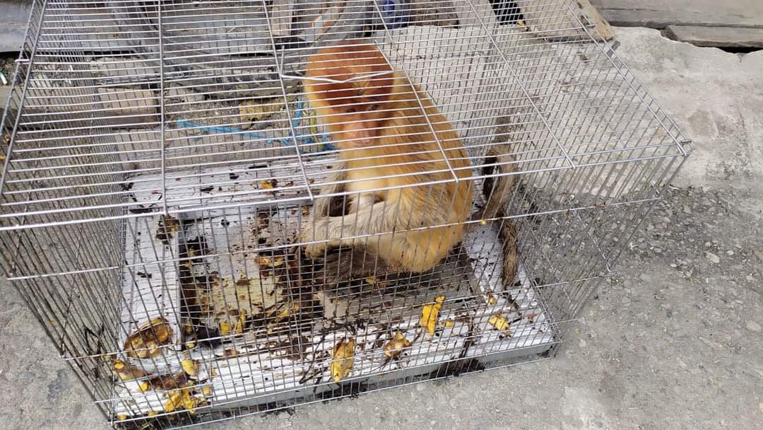 You are currently viewing Complete File, Protected Wildlife Smuggling Case Immediately Transferred to Kejati Gorontalo