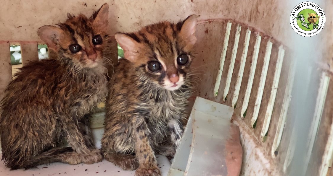 Read more about the article Our Campaign Against Wildlife Poachers