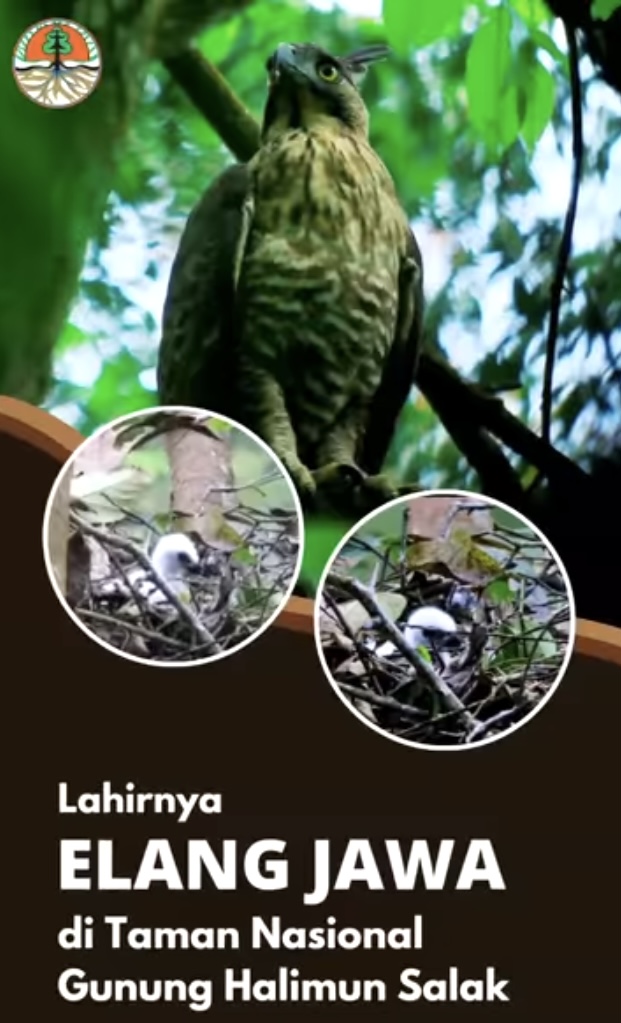 Read more about the article The Birth of a Baby Javan Eagle in Mount Halimun Salak National Park
