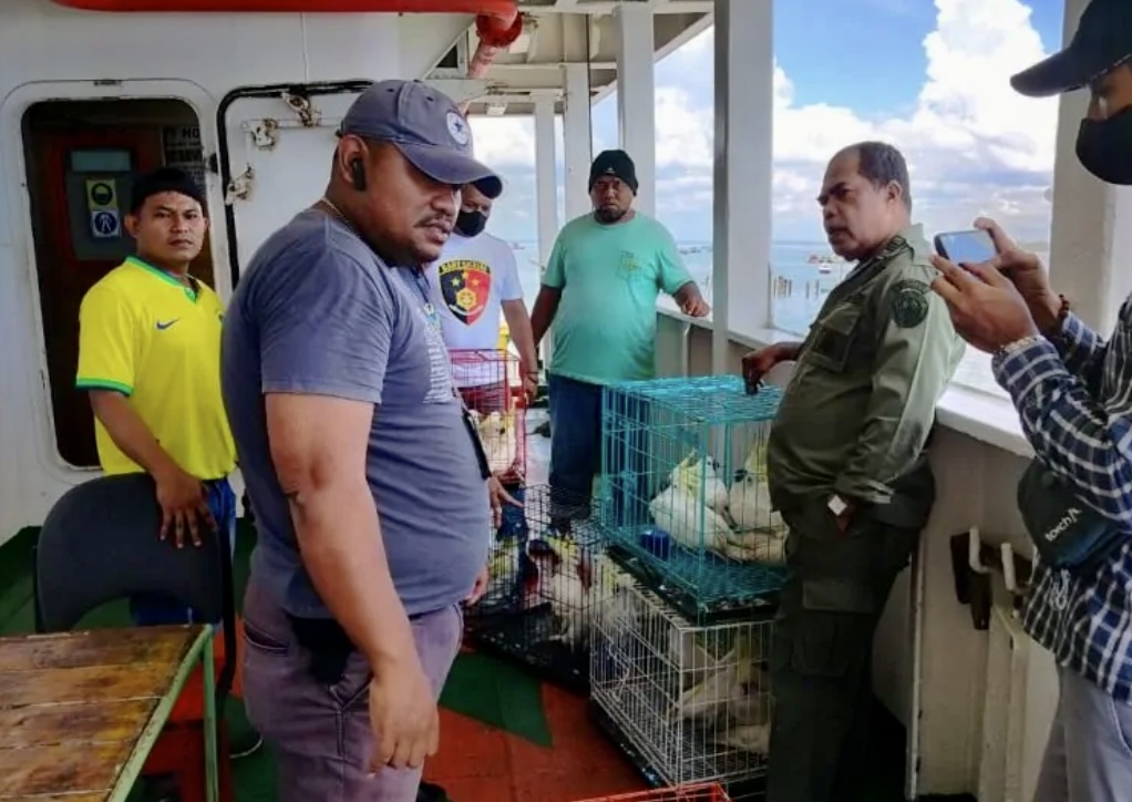 Read more about the article 36 Cockatoos in Iron Cages Rescued in Aru
