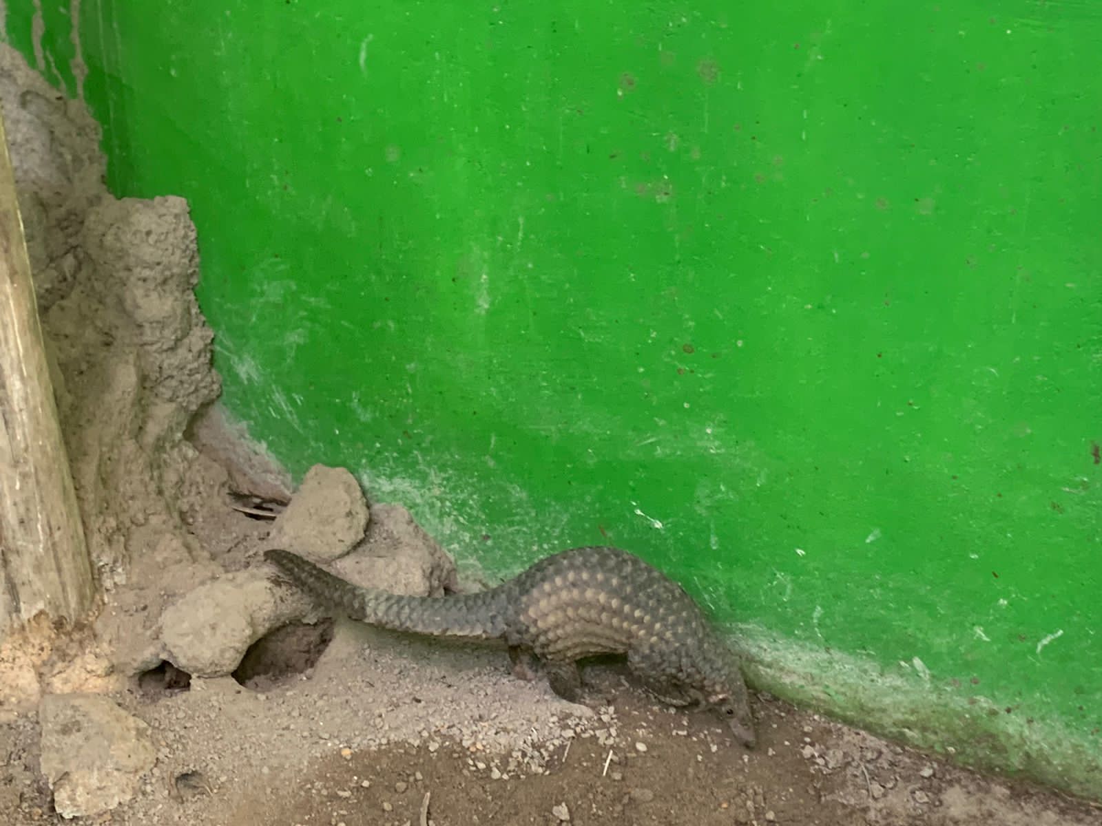 You are currently viewing Satu Ekor Trenggiling/Pangolin di Evakuasi dan di Rehabilitasi di PPS Alobi Babel Kampoeng Reklamasi Timah Jangkang