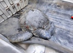 Read more about the article Rescue Penyu yang Terdampar di Salah Satu Pantai di Bangka Belitung