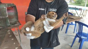 Read more about the article Alobi Foundation kembali Mengevakuasi 1 Ekor Kukang Bangka (Nycticebus bancanus)