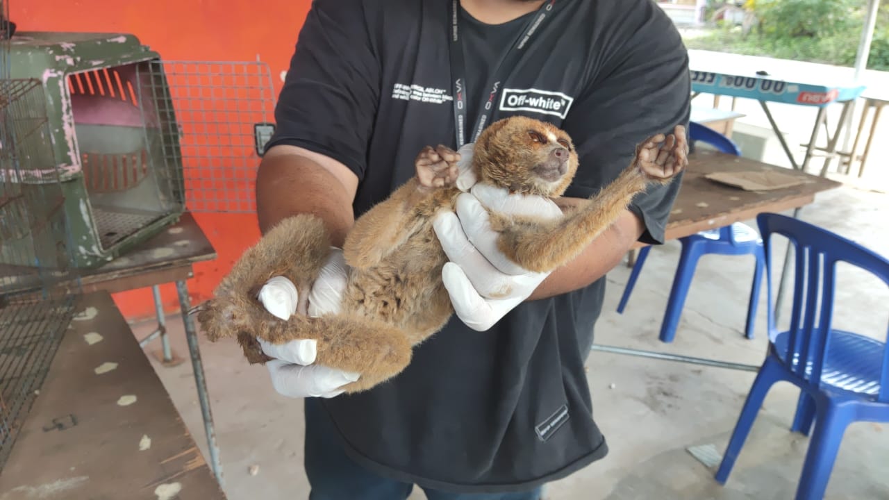 Read more about the article Alobi Foundation kembali Mengevakuasi 1 Ekor Kukang Bangka (Nycticebus bancanus)