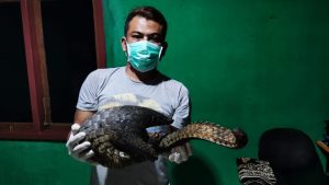 Read more about the article Alobi Foundation kembali mendapat Laporan Penemuan Trenggiling di Bangka Tengah