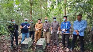 Read more about the article Pelepasliaran 4 Individu Satwa Liar Dilindungi 2 Ekor Trenggiling (Manis Javanica) dan 2 Ekor Kukang Andemik Bangka ( Nycticebus Banacanus )
