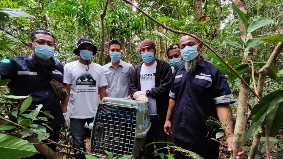 You are currently viewing Endangered Wildlife Release: Pangolin and Pandan Civet Returned to Habitat