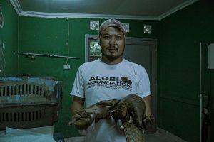 Read more about the article Sempat terkena jerat yang akhirnya lepas dan masuk kepemukiman, dua ekor trenggiling di serahkan ke PPS Alobi Babel