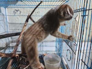 Read more about the article Penyelamatan Kukang Bangka Yang di Rawat Masyarakat Selama Enam Bulan