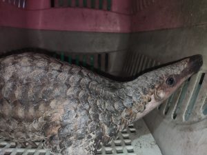 Read more about the article SERAHAN SATU EKOR TRENGGILING DARI BPDAS BATU RUSA CERUCUK