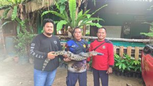 Read more about the article Serahan satu ekor buaya muara oleh masyarakat payung dikarenakan sering mengganggu kegiatan warga sekitar
