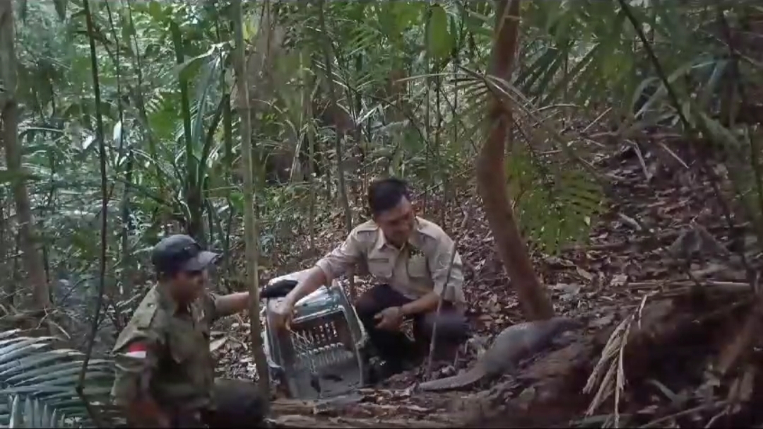 Read more about the article Pengembalian satu ekor trenggiling bangka ke habitatnya/ One pangolin back to wild