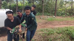 Read more about the article Evakuasi Buaya Muara Yang Muncul Di Sungai Masyarakat Desa Mabat