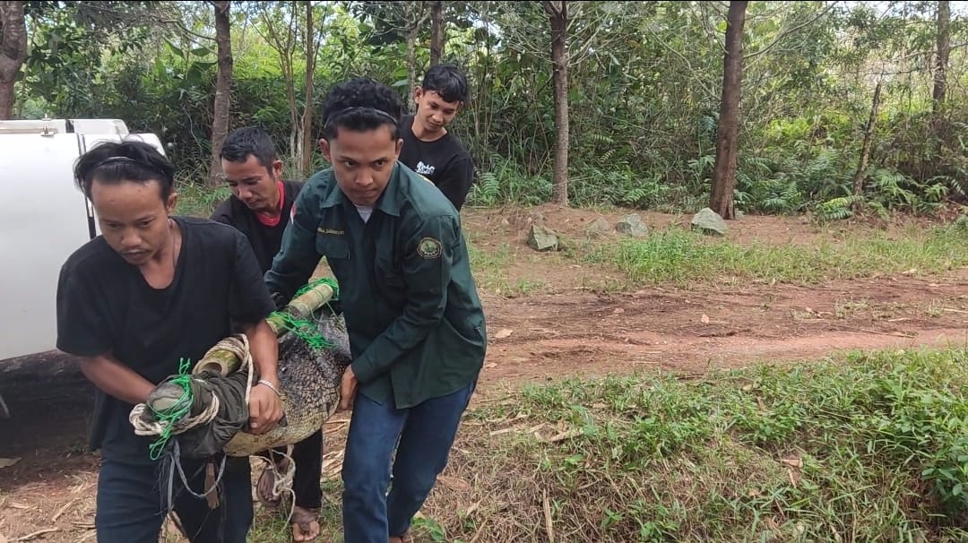 Read more about the article Evakuasi Buaya Muara Yang Muncul Di Sungai Masyarakat Desa Mabat