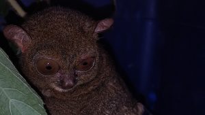 Read more about the article Penyelamatan harta karun pulau bangka yaitu satu individu tarsius/mentilin “Cephalopachus bancanus”