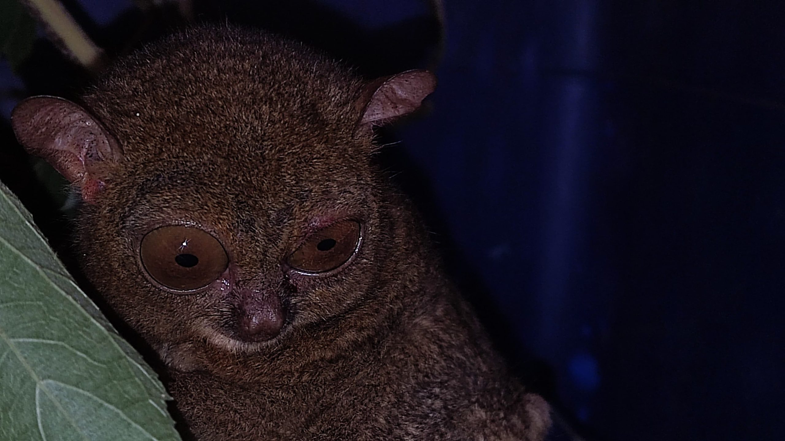 Read more about the article Penyelamatan harta karun pulau bangka yaitu satu individu tarsius/mentilin “Cephalopachus bancanus”