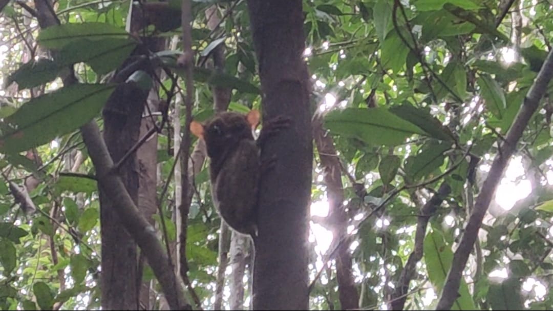 Read more about the article Pengembalian satu individu satwa liar Mentilin / Tarsius “Cephalopachus bancanus bancanus” Ke habitatnya