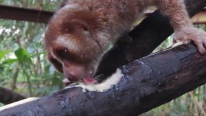 Read more about the article MENYELAMATKAN YANG MASIH TERSISA KUKANG ENDEMIK BANGKA “Preserving the Last of Their Kind: The Endemic Slow Loris of Bangka Island”